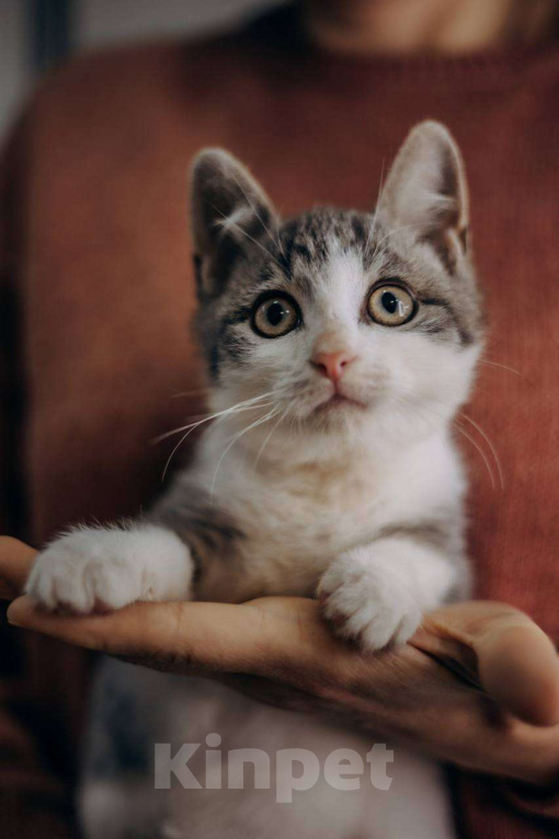 Кошки в Москве: Котенок Степан в добрые руки Мальчик, Бесплатно - фото 6