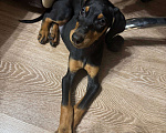 Собаки в Туле: Продам добермана Мальчик, 15 000 руб. - фото 1