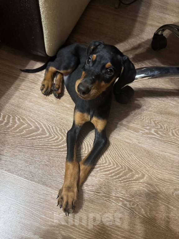 Собаки в Туле: Продам добермана Мальчик, 15 000 руб. - фото 1