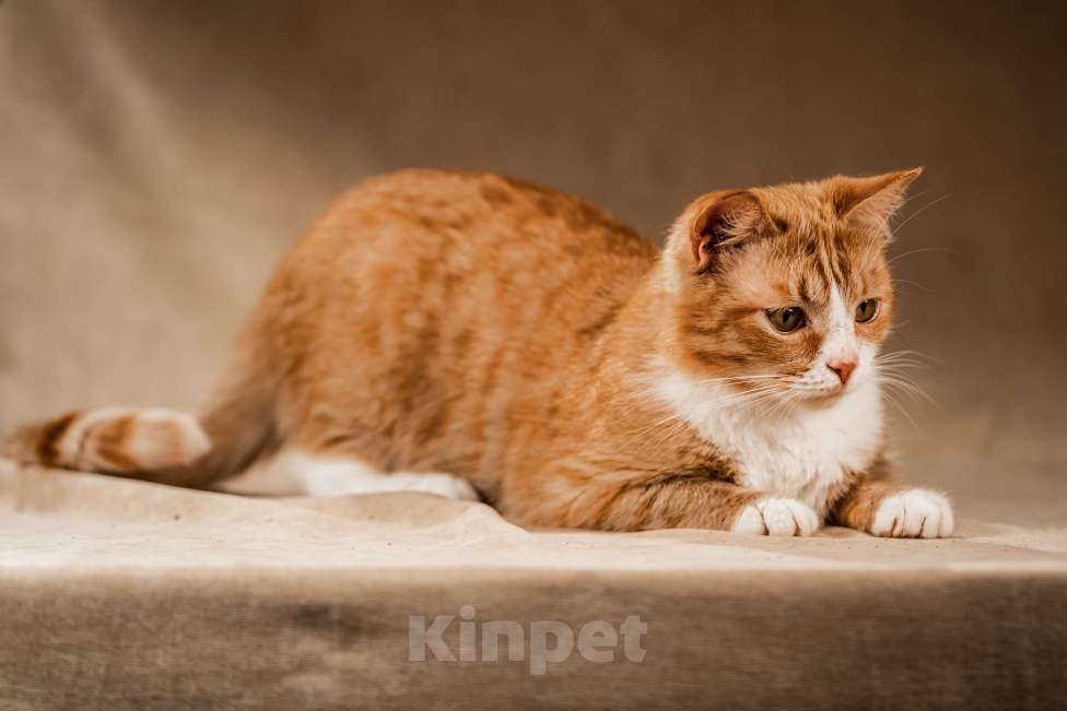 Кошки в Клине: Базилио — ласковый и скромный котик Мальчик, Бесплатно - фото 4