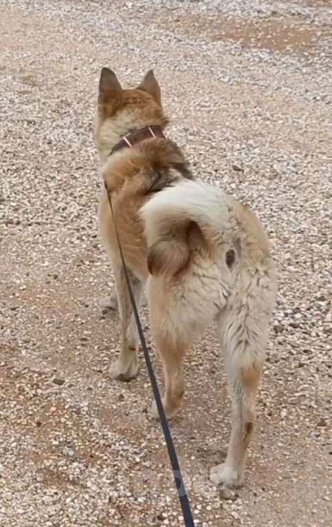 Собаки в других городах Краснодарского края: Красивая девочка, с белыми носочками Девочка, Бесплатно - фото 3