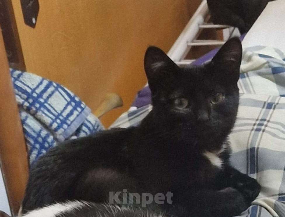 Кошки в Москве: Котенок - в добрые руки Мальчик, Бесплатно - фото 1