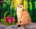 Кошки в Санкт-Петербурге: Золотая кошечка 🎀 скоттиш фолд Девочка, Бесплатно - фото 5