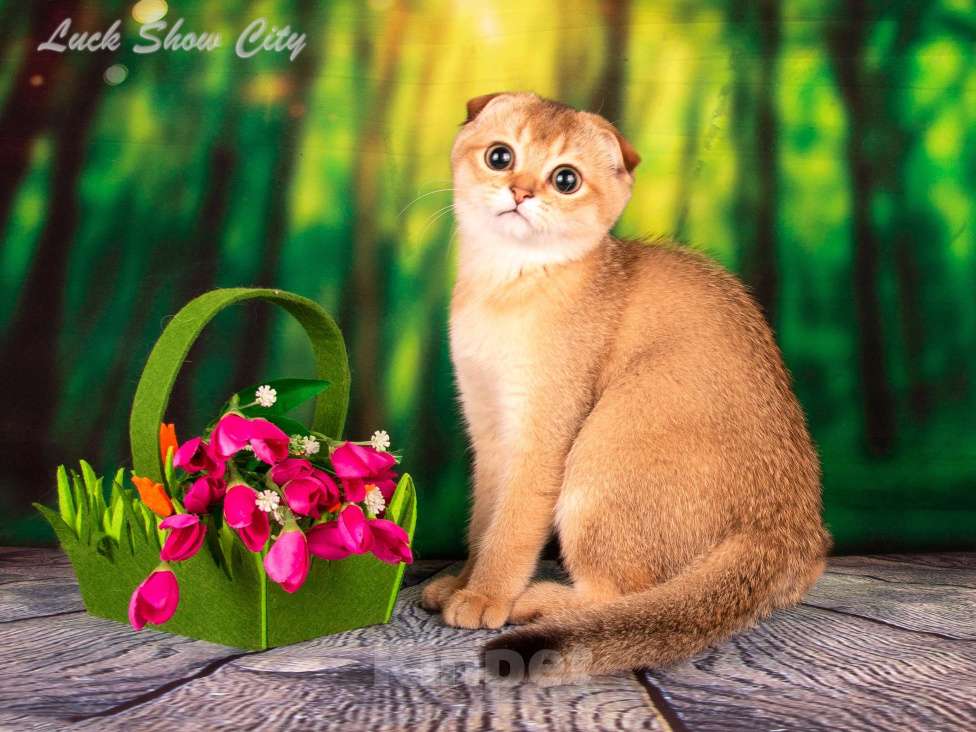 Кошки в Санкт-Петербурге: Золотая кошечка 🎀 скоттиш фолд Девочка, Бесплатно - фото 5