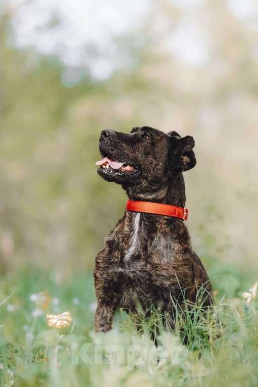 Собаки в Москве: Мудрая Миранда ищет дом Девочка, 1 руб. - фото 7