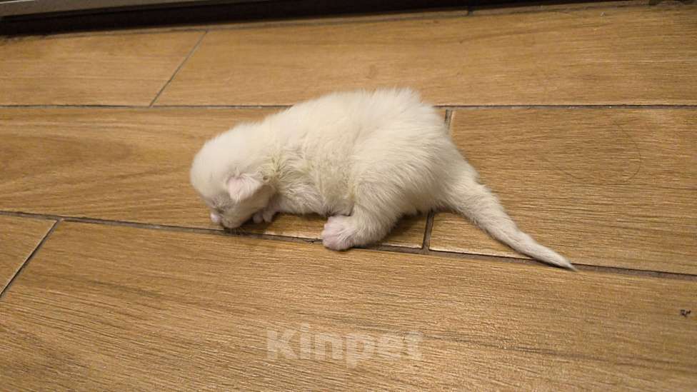 Кошки в Краснодаре: Мейн-кун полидак Мальчик, Бесплатно - фото 2