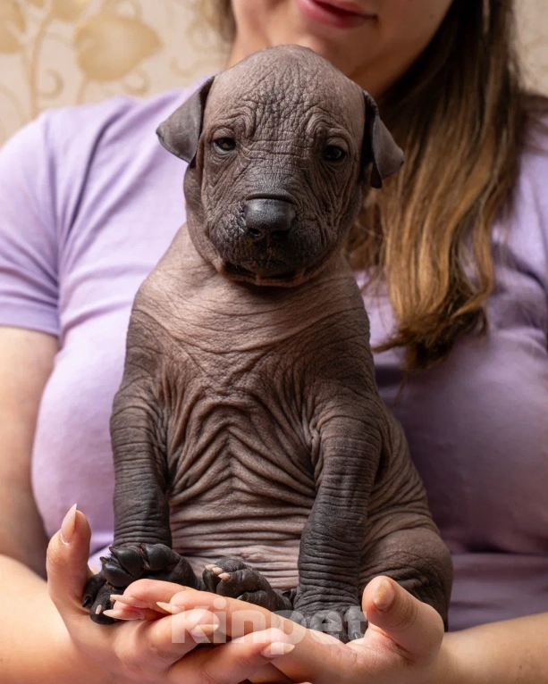 Собаки в Санкт-Петербурге: Ксолоитцкуинтли стандартный щенок  Мальчик, Бесплатно - фото 4