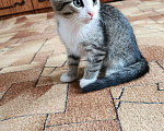 Кошки в Уфе: Кошечка Муся Девочка, Бесплатно - фото 2