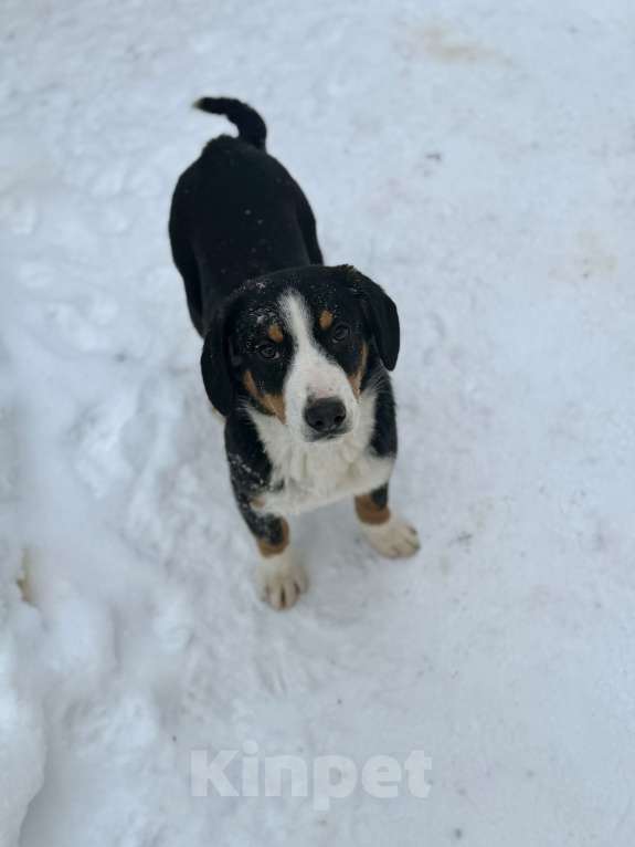 Собаки в Москве: Энтлебухер супер друг Мальчик, 30 000 руб. - фото 5