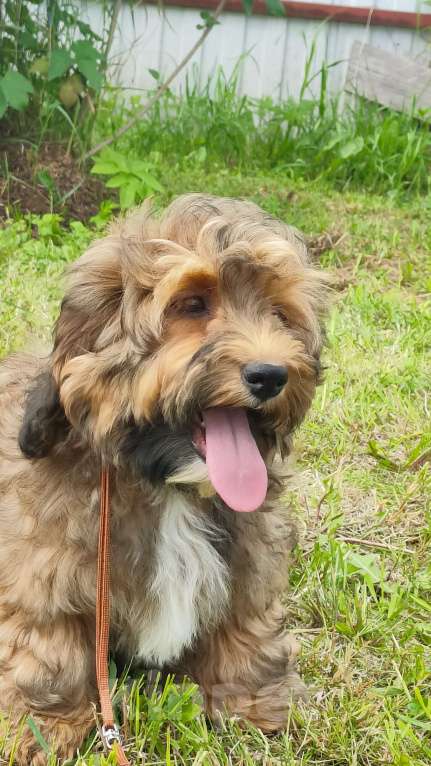 Собаки в Москве: Мальчик Бишон Хаванез  Мальчик, 75 000 руб. - фото 2