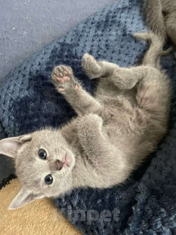 Кошки в Москве: Котята русской голубой Мальчик, 70 000 руб. - фото 3