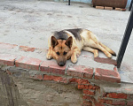 Собаки в Курске: Кобель для вязки Мальчик, 1 руб. - фото 2