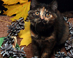 Кошки в Калуге: Фрося — все цвета осени. Котенок 2,5 мес в добрые руки. Девочка, Бесплатно - фото 2