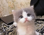 Кошки в Подольске: Котенок Мальчик, 1 500 руб. - фото 3