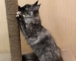 Кошки в Санкт-Петербурге: Продаю котенка - кошечку мейн-кун в разведение окрас дымная черная черепаха Девочка, 35 000 руб. - фото 2