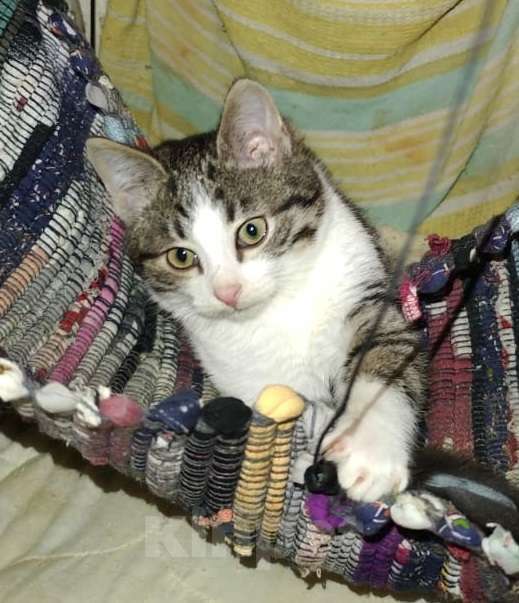 Кошки в Москве: Плюшевый котик Барсик Мальчик, Бесплатно - фото 3