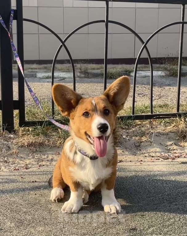 Собаки в Белгороде: Рита Девочка, 60 000 руб. - фото 3