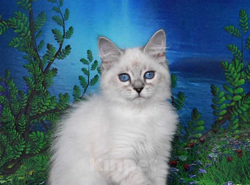 Кошки в Москве: Синеглазая принцесса Девочка, Бесплатно - фото 3