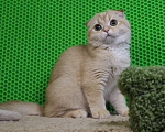 Кошки в Клине: Вислоухий рыжий котик Мальчик, 15 000 руб. - фото 3