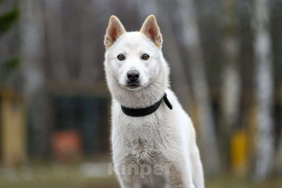 Собаки в Павловском Посаде: Вайт  Мальчик, Бесплатно - фото 7