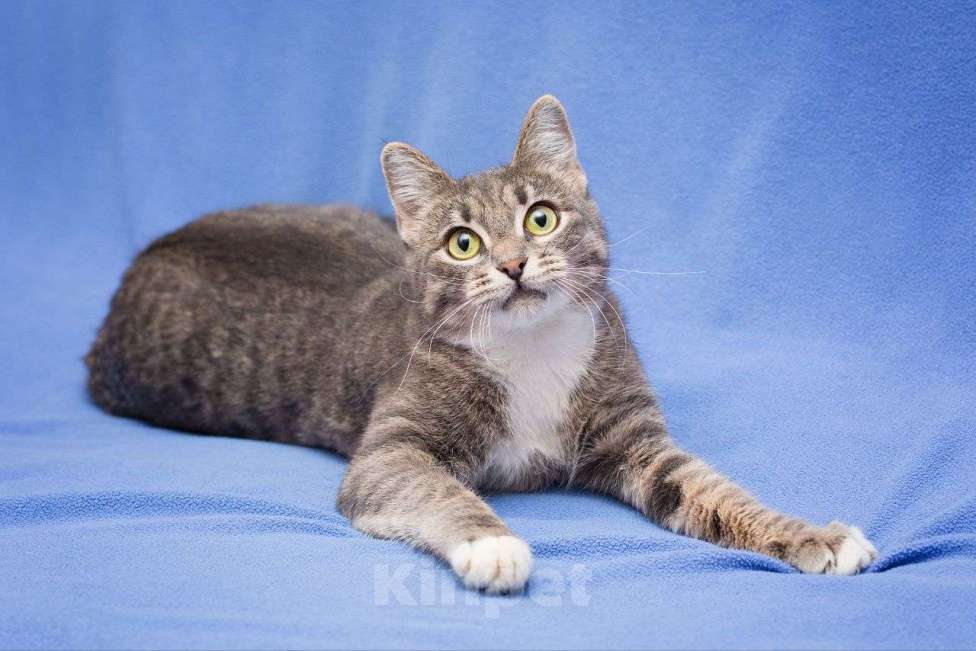 Кошки в Москве: Ласковая серебристая кошечка ищет добрые руки! Девочка, Бесплатно - фото 2