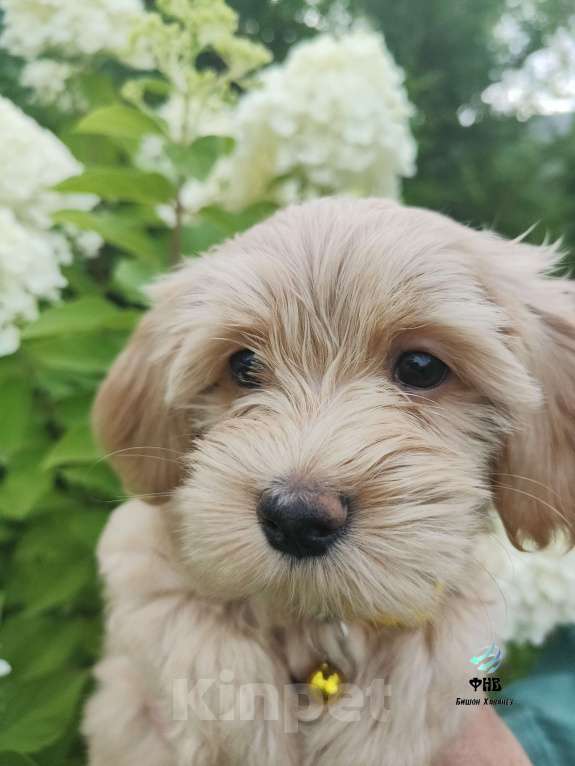 Собаки в Москве: Очаровашка девочка Бишон Хаванез  Девочка, 100 000 руб. - фото 5