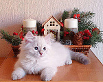 Кошки в Люберцах: Сибирская кошечка Жасмин  Девочка, 35 000 руб. - фото 2
