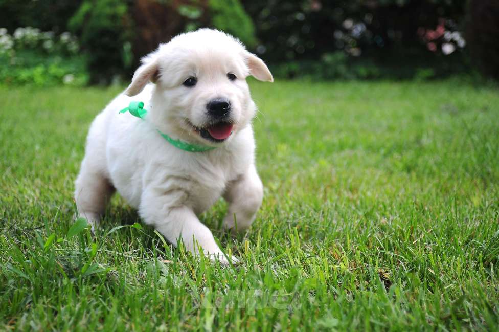 Собаки в Москве: Мальчик золотистого ретривера.  Мальчик, 80 000 руб. - фото 5