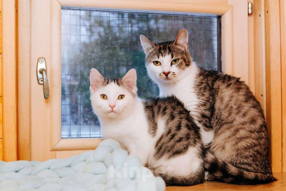 Кошки в Москве: Мальчик 8 месяцев   ❤️ищет дом и любимых хозяев  Мальчик, Бесплатно - фото 2