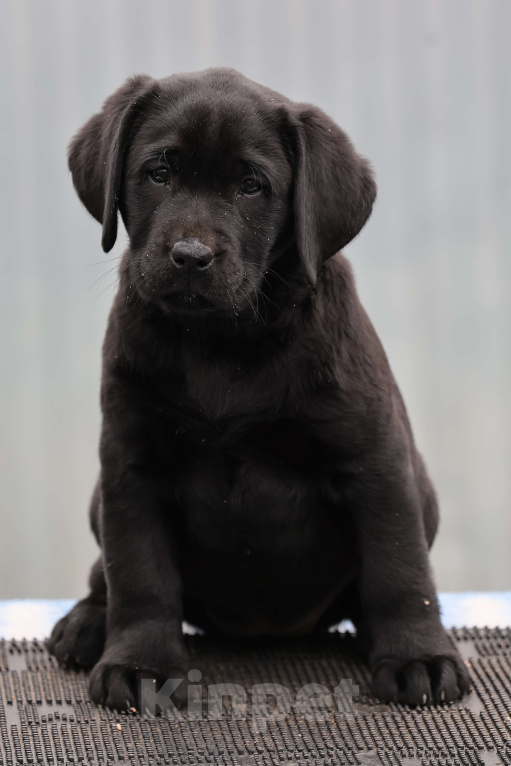 Собаки в Калуге: Черная девочка лабрадора высокого качества из питомника РКФ/FCI Девочка, Бесплатно - фото 1