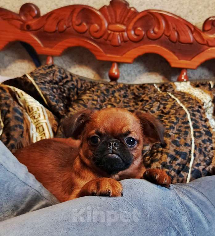 Собаки в Москве: Малый брабансон рыжий мальчик Мальчик, 45 000 руб. - фото 2