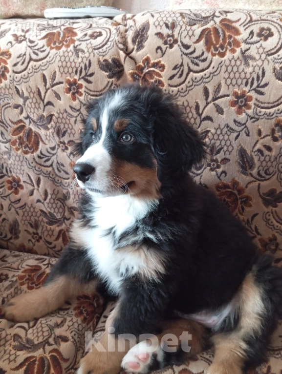 Собаки в Кинешме: Продам щенка Бернского зенненхунда Девочка, 70 000 руб. - фото 2