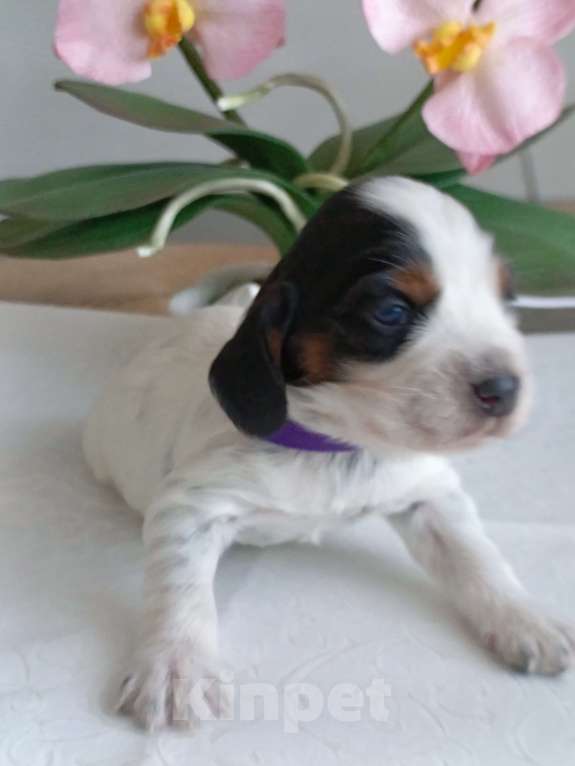 Собаки в Москве: Русский охотничий спаниель мальчик Мальчик, 50 000 руб. - фото 10