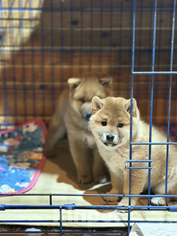 Собаки в других городах Ленинградской области: Сиба ину Разнополые, Бесплатно - фото 2