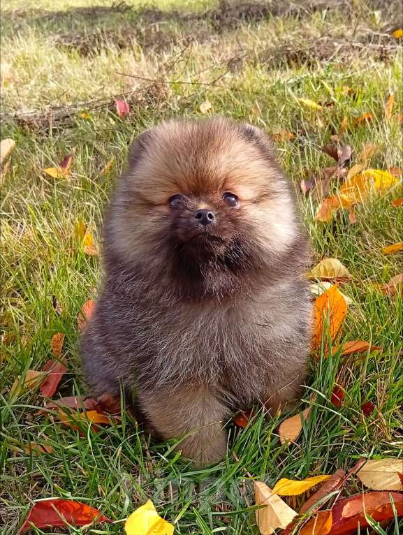 Собаки в Воронеже: Шпиц мишка Девочка, Бесплатно - фото 10