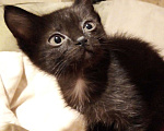 Кошки в Москве: 🔵 ( Рокки  Фил )  –  Игривый  и  ласковый  домашний  котёнок  –  любящим  людям Мальчик, Бесплатно - фото 1