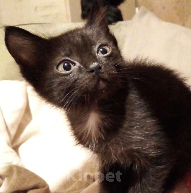 Кошки в Москве: 🔵 ( Рокки  Фил )  –  Игривый  и  ласковый  домашний  котёнок  –  любящим  людям Мальчик, Бесплатно - фото 1