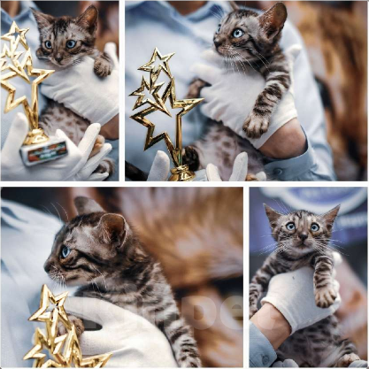 Кошки в Москве: Бенгальские котята Мальчик, Бесплатно - фото 9