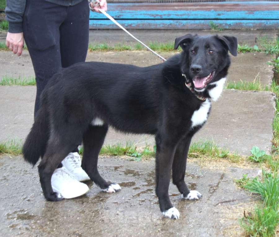Собаки в Москве: Собака-компаньон Туман мечтает о семье и доме!!! Мальчик, Бесплатно - фото 6