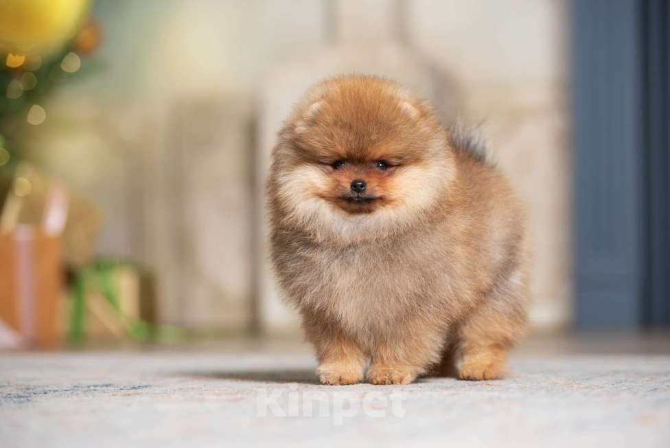 Собаки в Москве: Померанский шпиц мальчик и девочка РКФ Мальчик, Бесплатно - фото 4