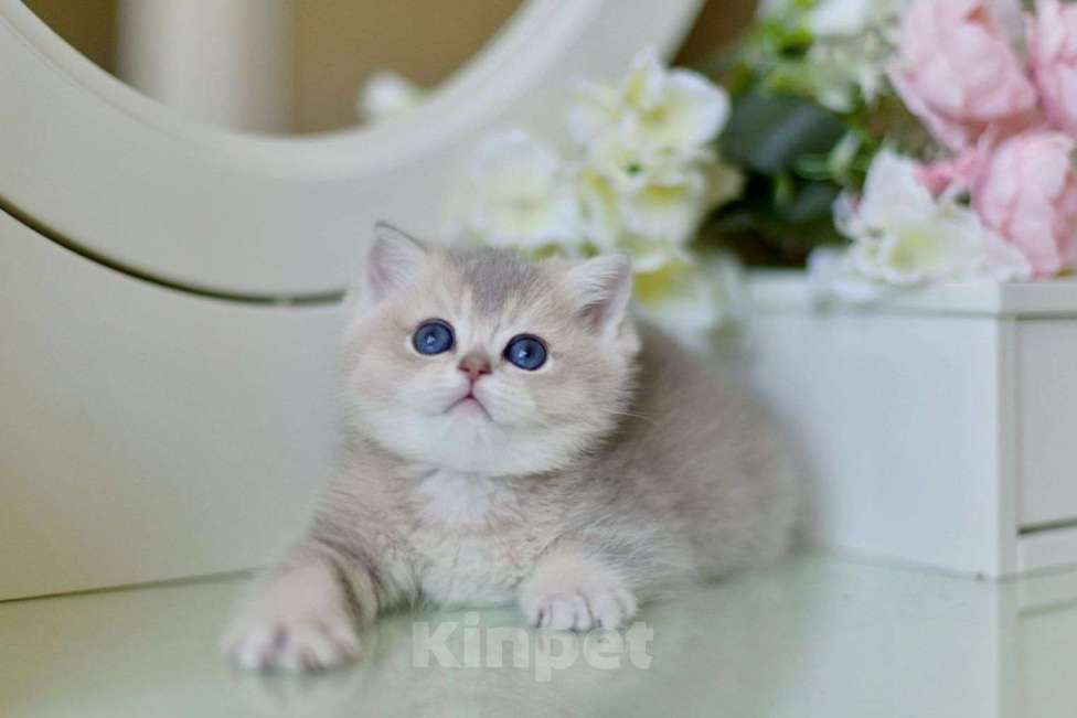 Кошки в Москве: Британский котенок ау11 Девочка, 80 000 руб. - фото 1