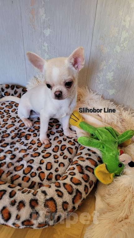 Собаки в Москве: Мальчик Чихуахуа  Мальчик, Бесплатно - фото 3