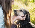 Собаки в Троицке: Бородатик в добрые руки Мальчик, Бесплатно - фото 6