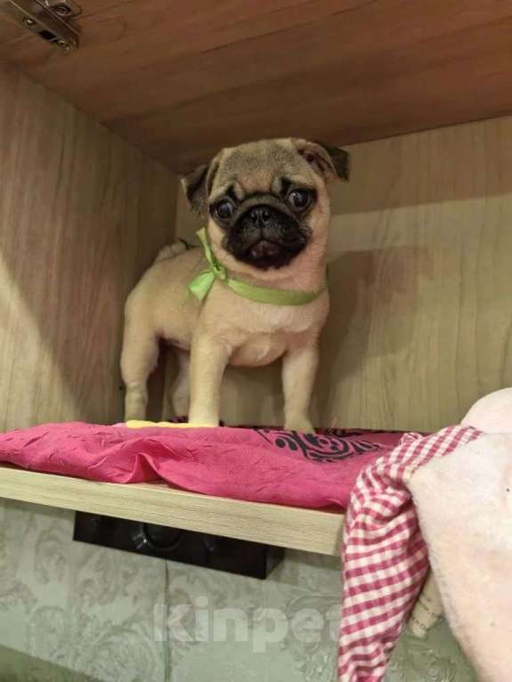 Собаки в Новосибирске: Девочка подросток 4 месяца Девочка, 35 000 руб. - фото 3