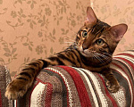 Кошки в Санкт-Петербурге: Бенгальский котенок на продажу Мальчик, 80 000 руб. - фото 5