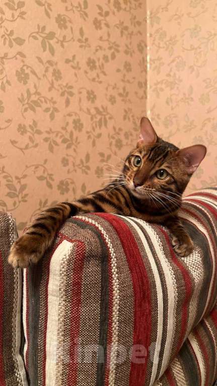 Кошки в Санкт-Петербурге: Бенгальский котенок на продажу Мальчик, 80 000 руб. - фото 5