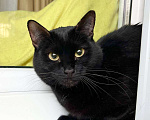 Кошки в Москве: Кошка Черри – длинноногая красотка в добрые руки Девочка, Бесплатно - фото 6