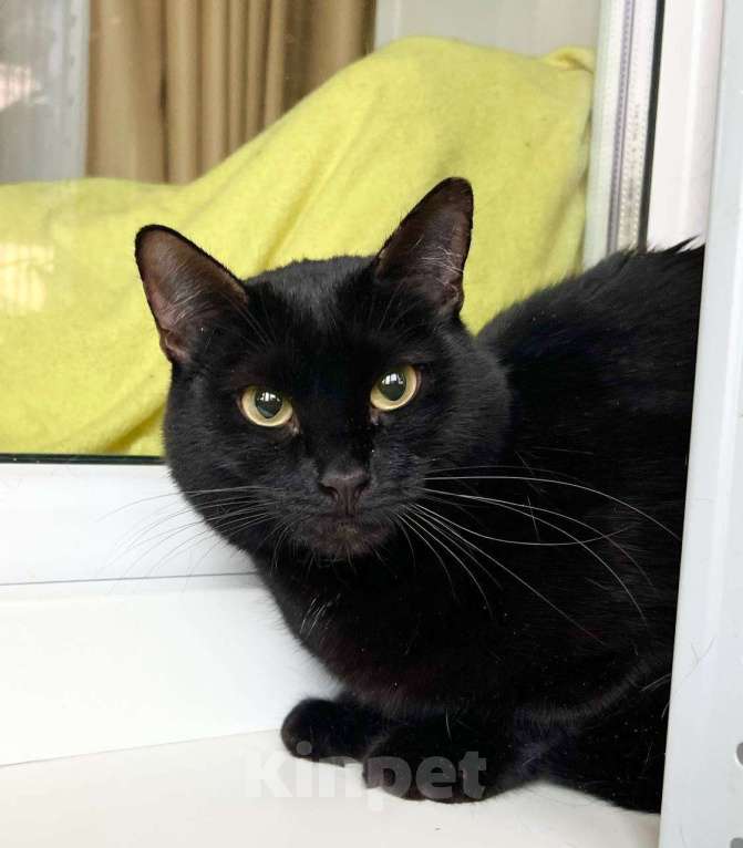 Кошки в Москве: Кошка Черри – длинноногая красотка в добрые руки Девочка, Бесплатно - фото 6