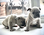 Собаки в других городах Алтайского края: Щенки французского бульдога  Мальчик, 40 000 руб. - фото 4