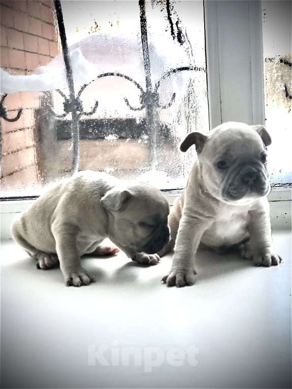 Собаки в других городах Алтайского края: Щенки французского бульдога  Мальчик, 40 000 руб. - фото 4